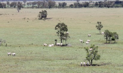 Paddock with brahmans