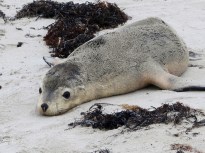 seal on beach