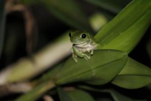 little green frog